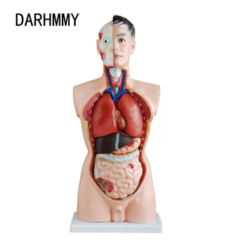 DARHMMY Žmogaus Liemens, Kūno Modelis 85CM Vyrų Liemens 19 Dalių Anatomija Anatomijos Medicininis Modelis, Vidaus Organų Mokymo